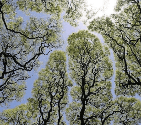 Learning-from-Nature