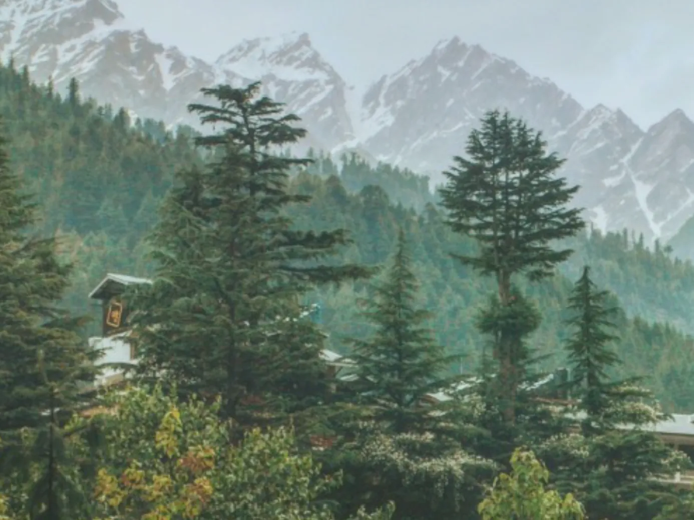 Pines and snow peaks above Kasauli, Himachal Pradesh.
