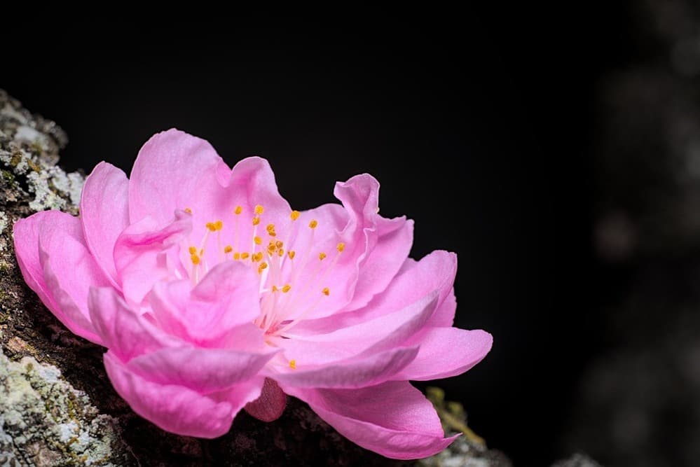 Flourishing Beyond Consumerism: Finding Meaning in a Material World