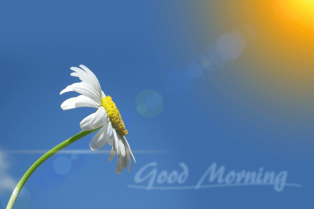 200+ Good Morning Quotes to Inspire, Motivate and Start the Day Right.