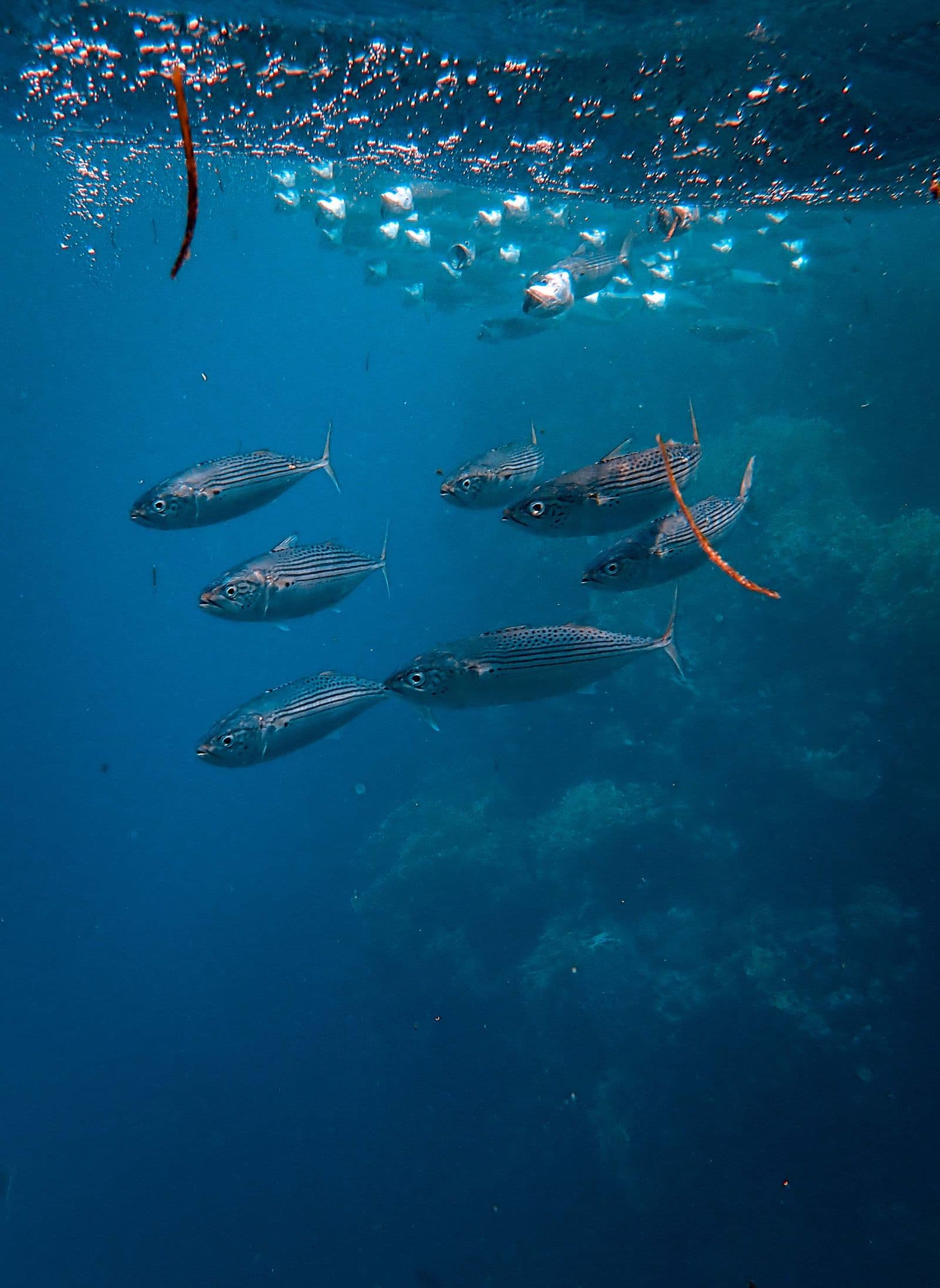 A school of fish swimming together above a coral reef in blue water