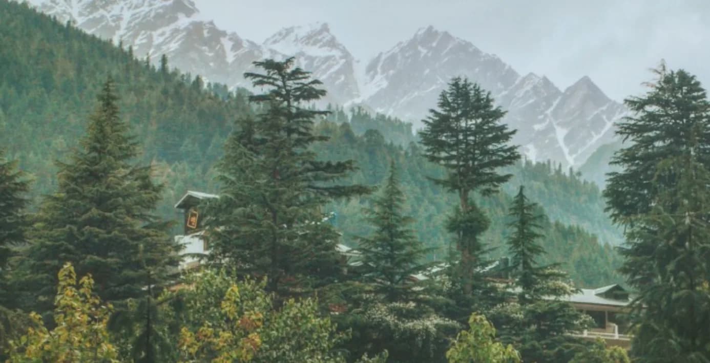 Pines and snow peaks above Kasauli, Himachal Pradesh.