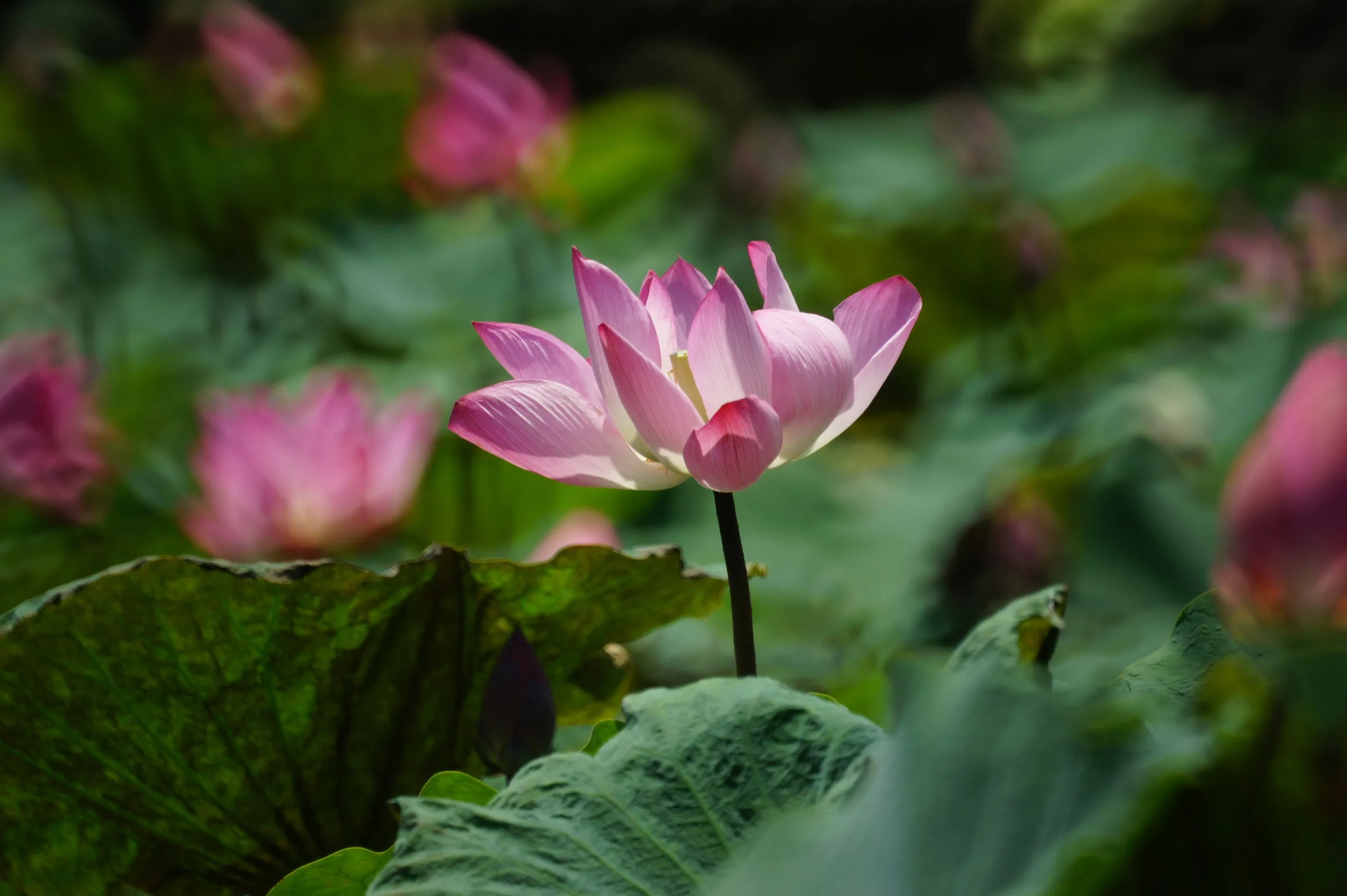 A single pink lotus flower held up on its stem above broad green leaves