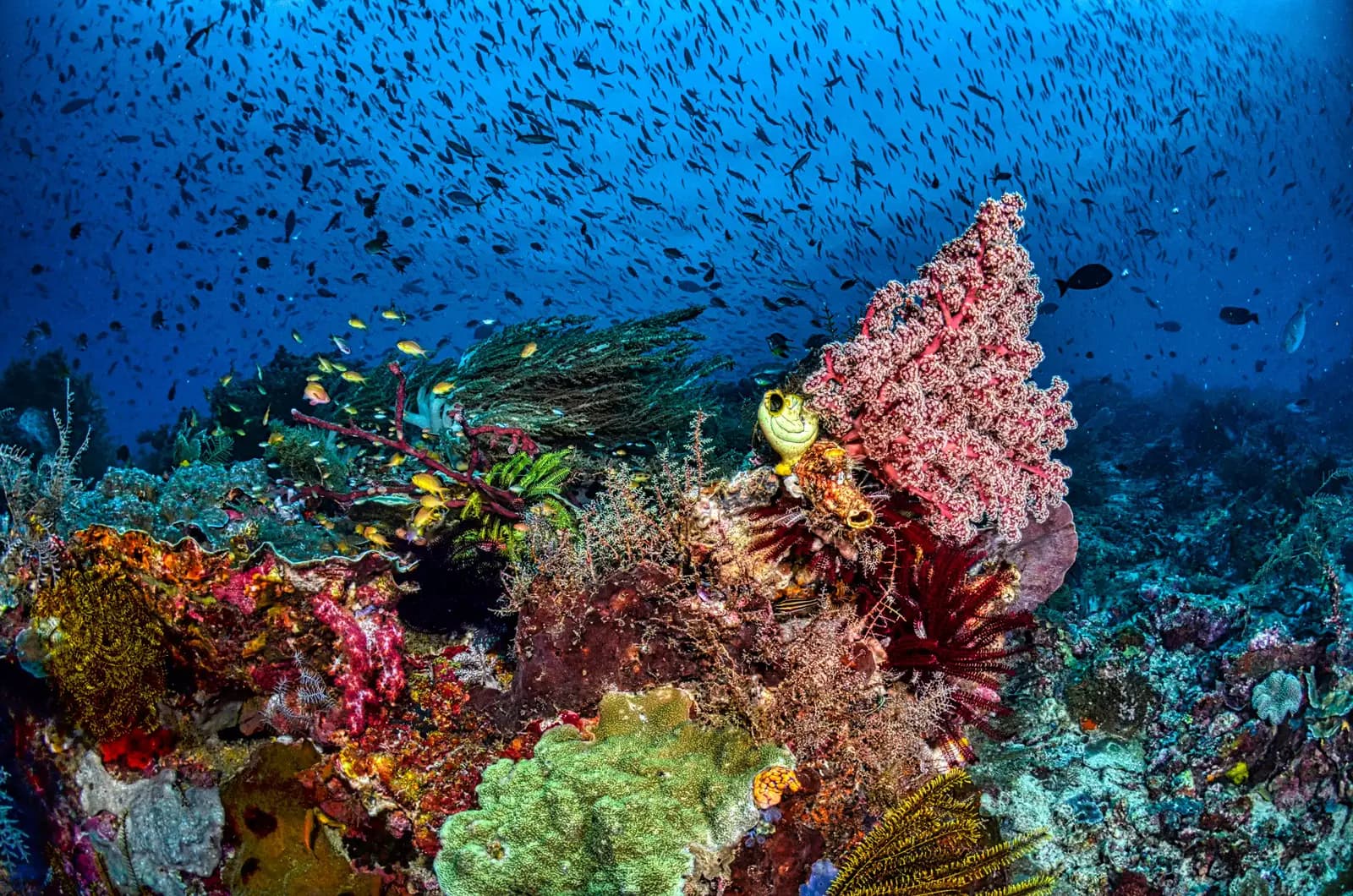 A coral reef crowded with color: a fan of red soft coral, feather stars and shoals of small fish in blue water