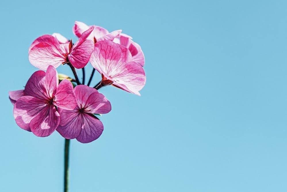 What Is Ikigai & How To Find Your Ikigai