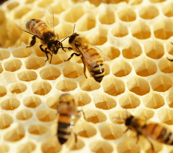 Learning-from-Nature