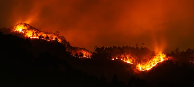 Trees silhouetted against a forest fire on a mountainside at night.